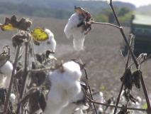 NC cotton field