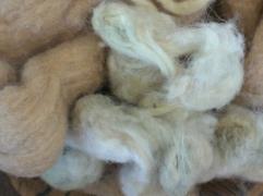 Naturally colored organic cotton seeds